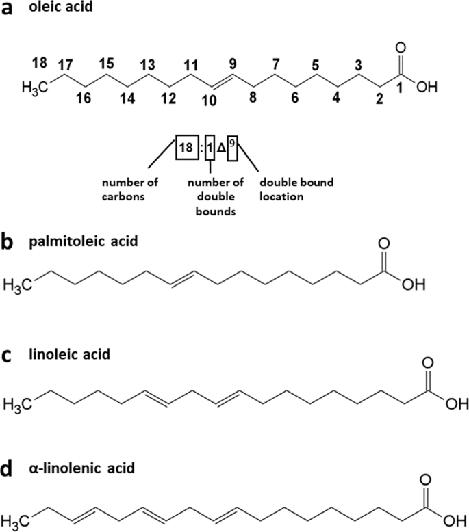 Lipids Composition in Plant Membranes | SpringerLink