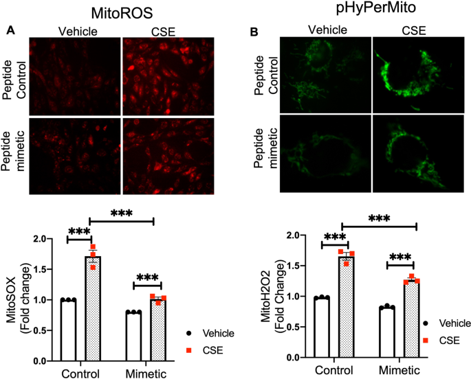 Role of Lysocardiolipin Acyltransferase in Cigarette Smoke-Induced Lung  Epithelial Cell Mitochondrial ROS, Mitochondrial Dynamics, and Apoptosis |  Cell Biochemistry and Biophysics