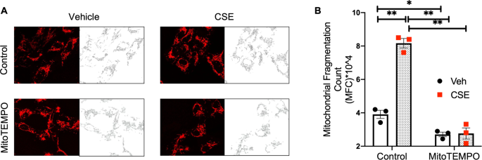 Role of Lysocardiolipin Acyltransferase in Cigarette Smoke-Induced Lung  Epithelial Cell Mitochondrial ROS, Mitochondrial Dynamics, and Apoptosis |  Cell Biochemistry and Biophysics
