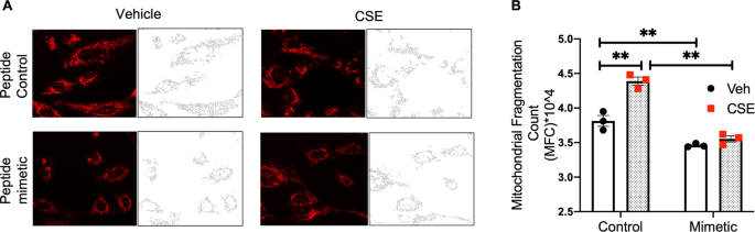 cigarette smoke mitochondrial depolarization lung epithelial cells Role of Lysocardiolipin Acyltransferase in Cigarette Smoke-Induced Lung  Epithelial Cell Mitochondrial ROS, Mitochondrial Dynamics, and Apoptosis |  Cell Biochemistry and Biophysics