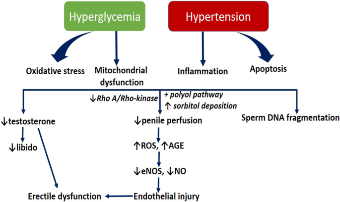 Cardiometabolic Disorder and Erectile Dysfunction | Cell Biochemistry ...
