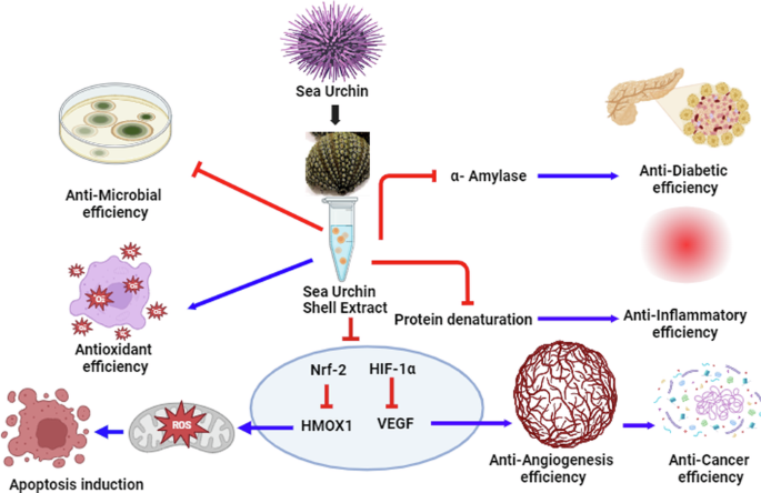 Biological and Molecular Efficiency of Paracentrotus lividus Shell in vitro Study: Antioxidant and Angiogenesis Effects Against T47D Breast Cancer Cell Line Via Nrf2/HMOX-1/ and HIF-1 /VEGF Signaling Pathways | Cell Biochemistry and Biological and Molecular Efficiency of Paracentrotus lividus Shell in vitro Study: Antioxidant and Angiogenesis Effects Against T47D Breast Cancer Cell Line Via Nrf2/HMOX-1/ and HIF-1 /VEGF Signaling Pathways | Cell Biochemistry and