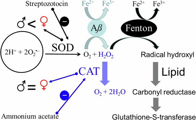 glutathione function in the body What is glutathione and why must we protect patient access to it? glutathione function in the body What is glutathione and why must we protect patient access to it?