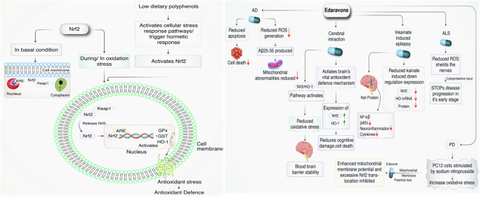 Oxidative Stress in DNA Damage and Neurodegenerative Diseases: Unveiling  The Mechanisms and Therapeutic Opportunities | Cell Biochemistry and  Biophysics