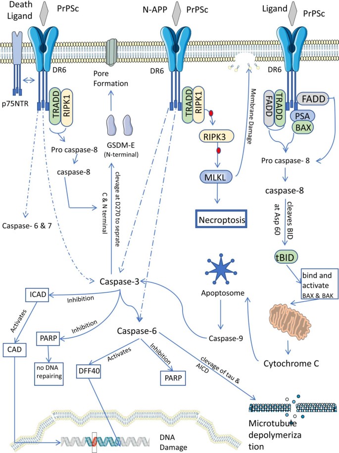 The Intricate Role of Caspase-6 and Death Receptor-6 in ...