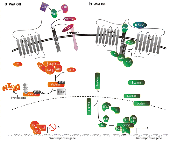 Wnt Signaling and the Control of Human Stem Cell Fate | SpringerLink Wnt Signaling and the Control of Human Stem Cell Fate | SpringerLink