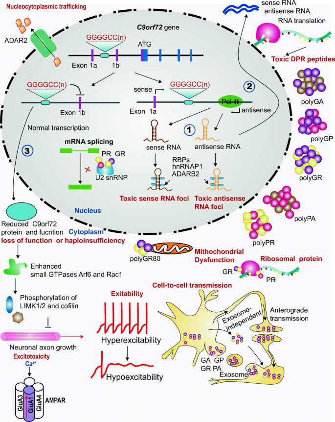 Patient Specific Cells For Modeling And Decoding Amyotrophic Lateral Sclerosis Advances And Challenges Springerlink