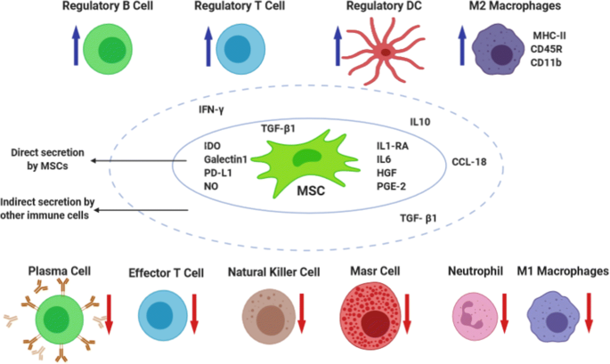 Mesenchymal Stem Cell Therapy for COVID-19: Present or Future | SpringerLink