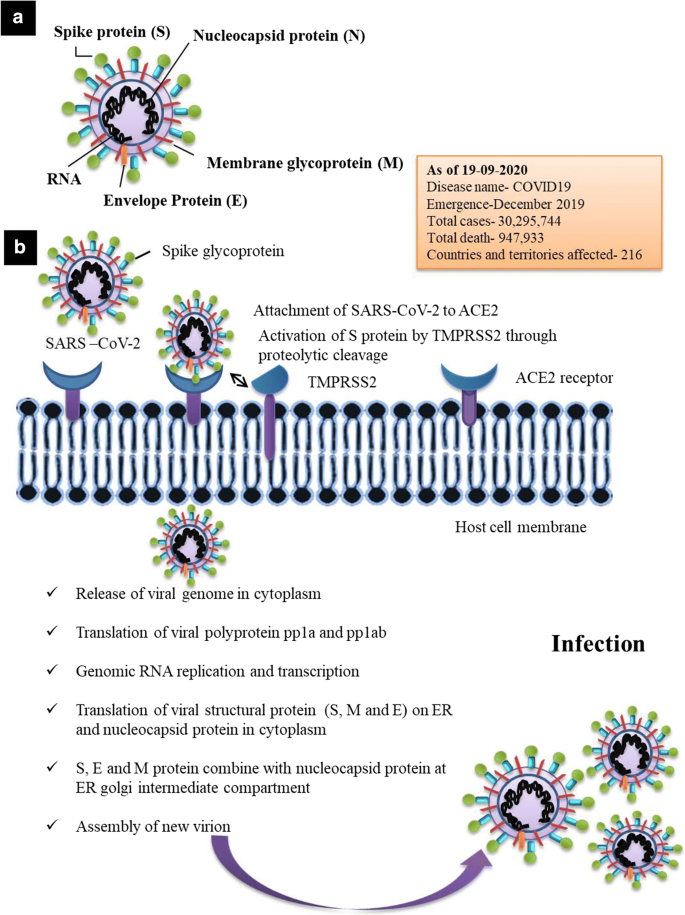 An Assessment On Impact Of Covid 19 Infection In A Gender Specific Manner Springerlink