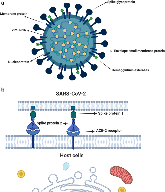 Loop de loop: viral RNA evades IFIT1 targeting: Trends in Microbiology