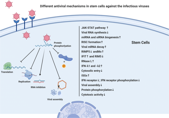 Loop de loop: viral RNA evades IFIT1 targeting: Trends in Microbiology