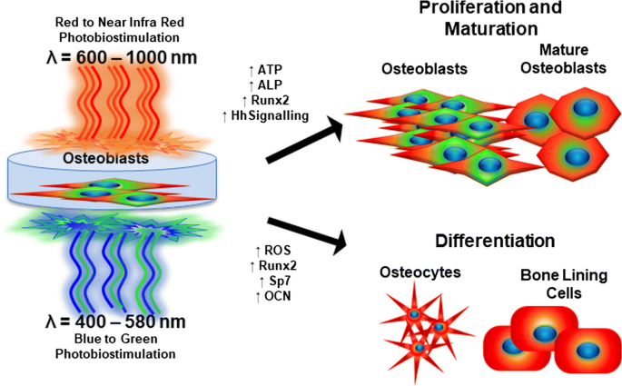The Signalling Effects of Photobiomodulation on Osteoblast Proliferation,  Maturation and Differentiation: A Review | SpringerLink