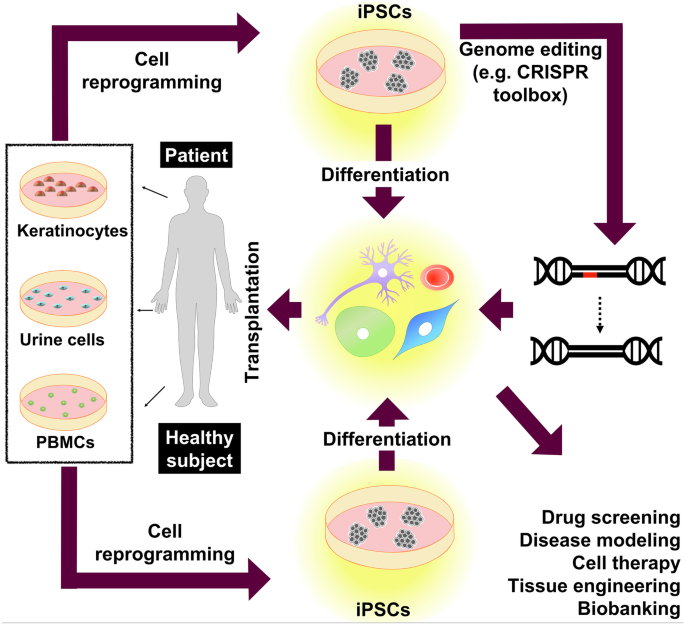 somatic cell diagram