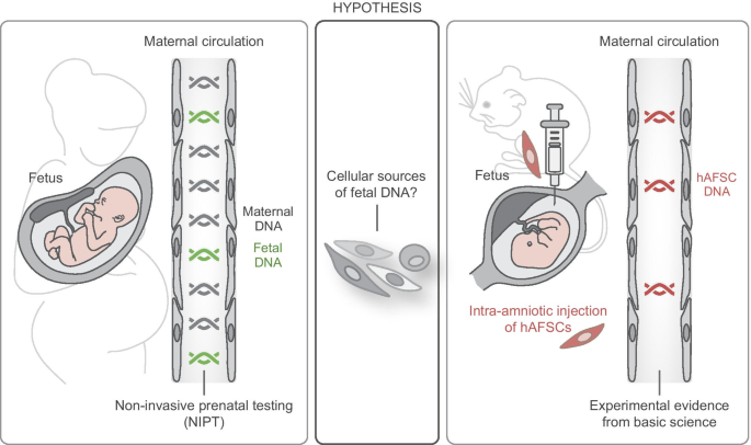 Amniotic fluid stem cells and the cell source repertoire for non-invasive  prenatal testing | SpringerLink