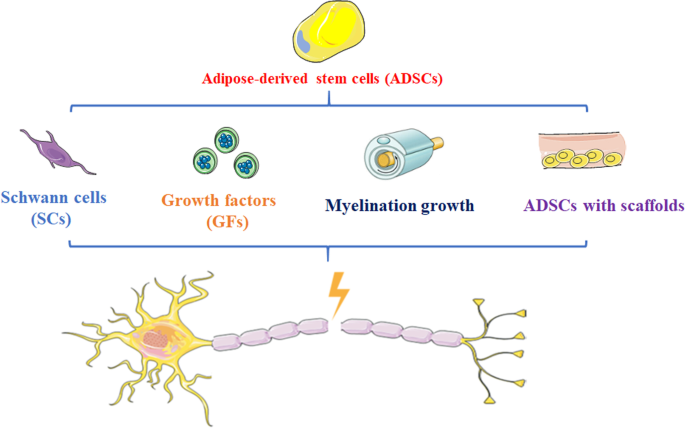 Augmenting Peripheral Nerve Regeneration with Adipose-Derived Stem Cells |  SpringerLink