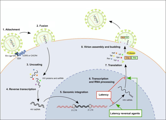 Mesenchymal Stromal Cells: a Possible Reservoir for HIV-1? | SpringerLink