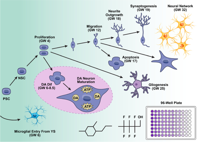 A dopamine-induced gene expression signature regulates neuronal