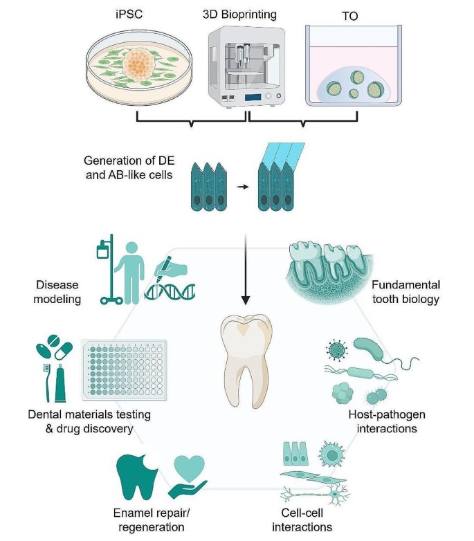 From Pluripotent Stem Cells to Organoids and Bioprinting: Recent 