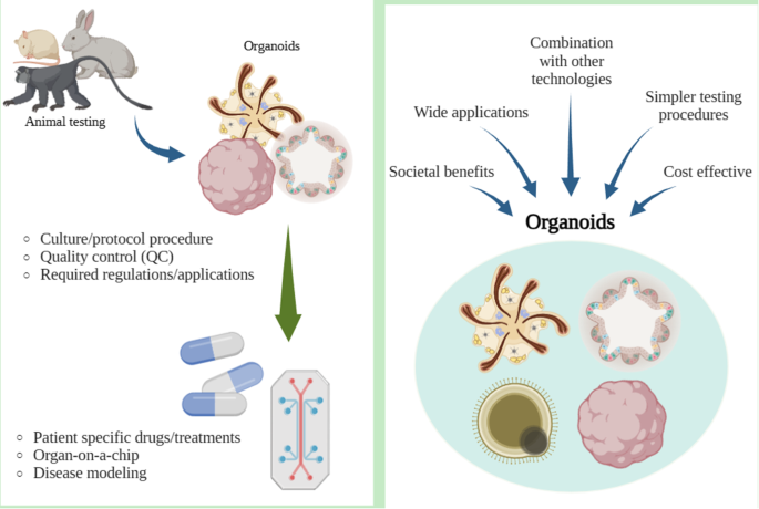 research articles on stem cells in plants