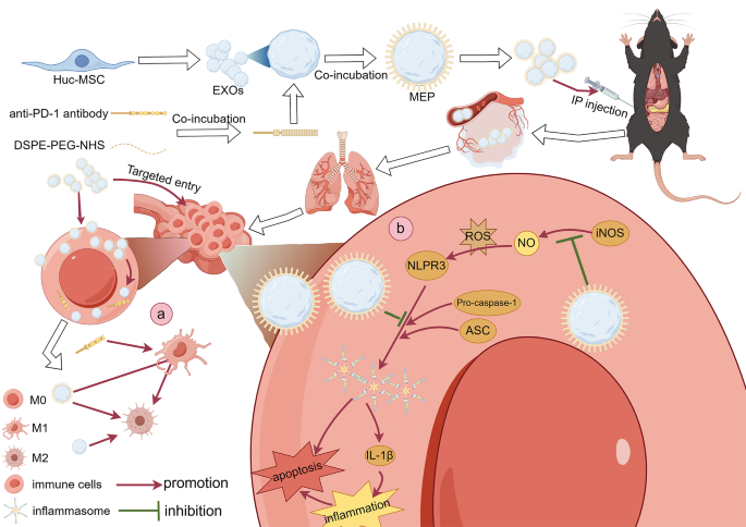 human in vivo experimental study