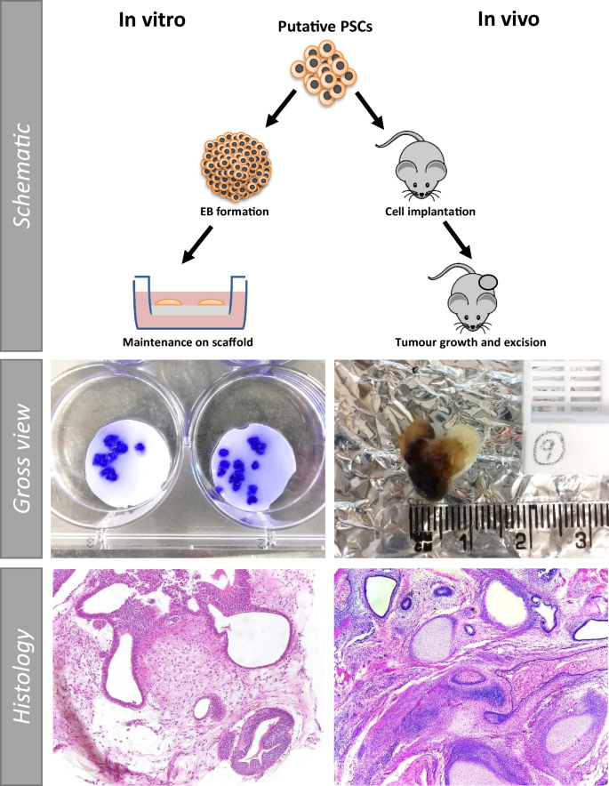 stem cell research resource paper figure 5