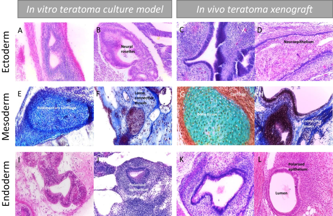 stem cell research resource paper figure 6