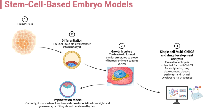 Stem Cell and Synthetic Embryo Models: Advances, Applications, and ...