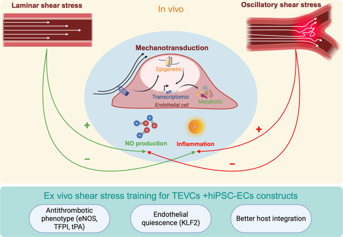 Engineering the Future of Stem Cells in Vascular Reconstruction: A Leap ...