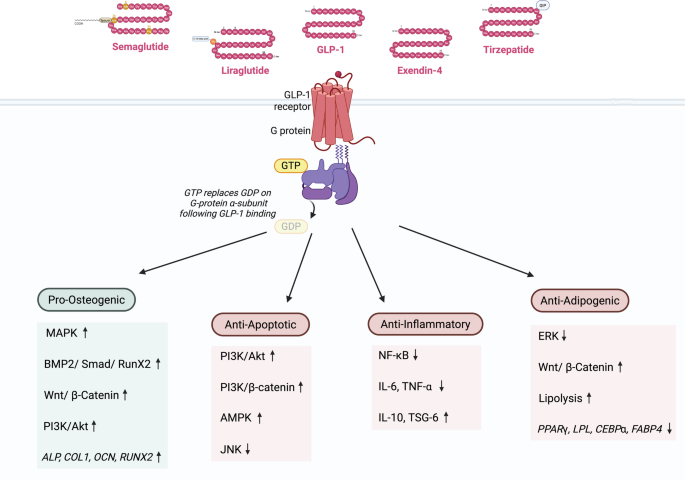 The Influence of GLP-1 Agonists on Human Mesenchymal Stem Cells: A  Systematic Review | Stem Cell Reviews and Reports | Springer Nature Link