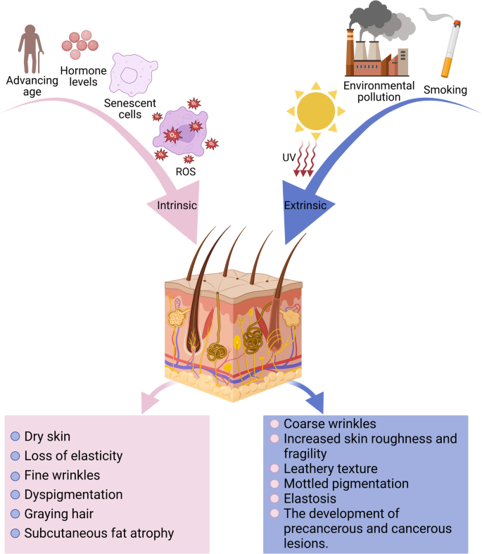 Hypothesis: Stem Cells Improve Skin Rejuvenation Through Multiple ...