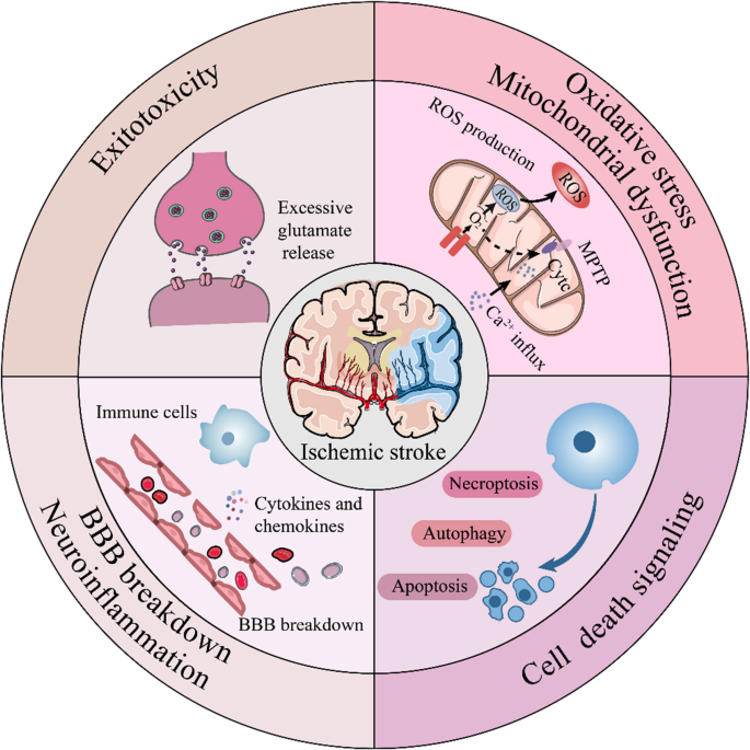 The Potential of Neural Stem Cell-derived Exosomes for the Treatment of ...