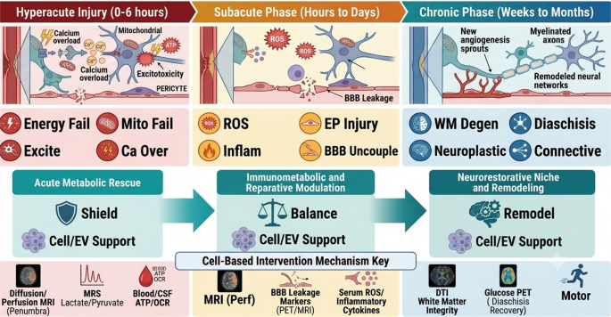 are glutathione and glutamine the same is l l William's E, without L-glutamine L-Glutamine vs. L-Glutathione: Key Differences  Cell Therapy as Metabolic Rescue