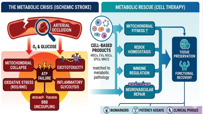 Cell Therapy as Metabolic Rescue after Ischemic Stroke: Rewiring Bioenergetics, Redox Homeostasis, and Neurovascular Repair | Stem Cell Reviews and Reports