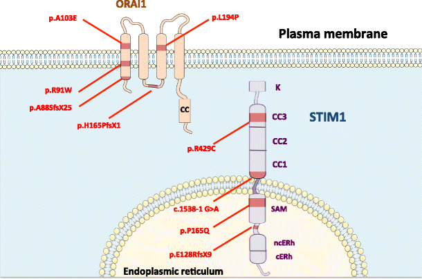 Calcium Signaling From Normal B Cell Development To Tolerance Breakdown And Autoimmunity Springerlink
