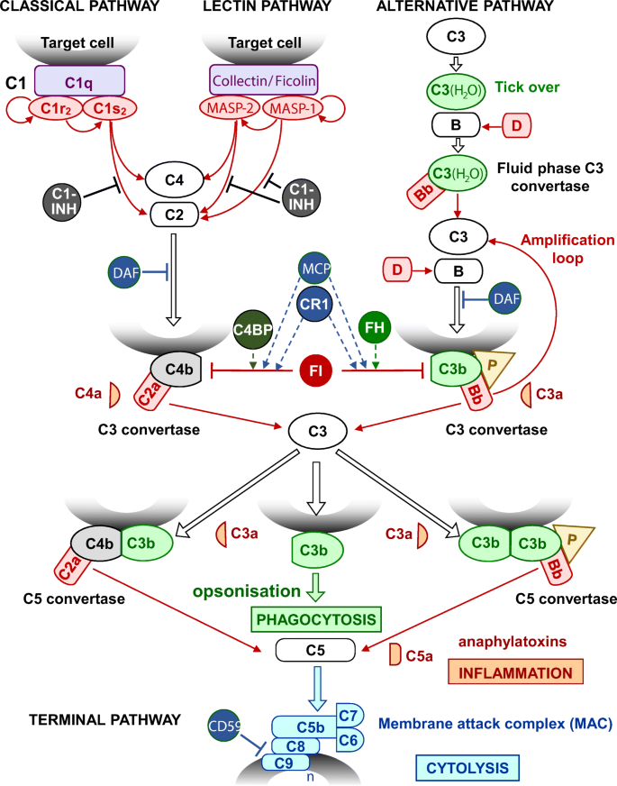 The Immunopathology of Complement Proteins and Innate Immunity in  Autoimmune Disease | SpringerLink