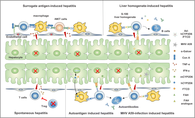Animal Models of Autoimmune Liver Diseases: a Comprehensive Review | SpringerLink Animal Models of Autoimmune Liver Diseases: a Comprehensive Review | SpringerLink