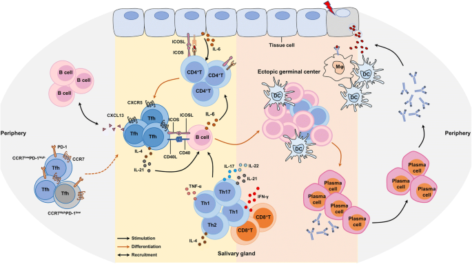 Immunobiology Of T Cells In Sjogren S Syndrome Springerlink