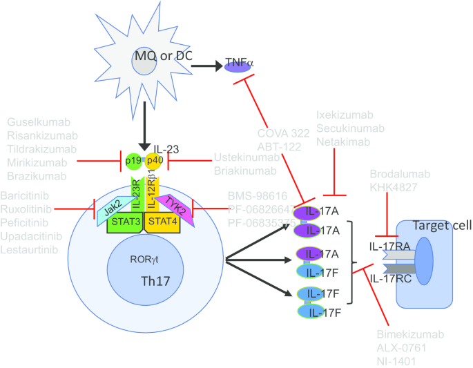 Il 23 Il 17 Axis In Inflammatory Rheumatic Diseases Springerlink Il 23 Il 17 Axis In Inflammatory Rheumatic Diseases Springerlink