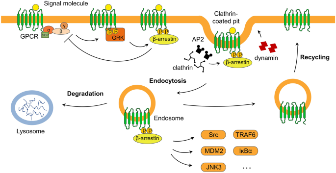 The Roles of Orphan G Protein-Coupled Receptors in Autoimmune Diseases |  Clinical Reviews in Allergy & Immunology | Springer Nature Link