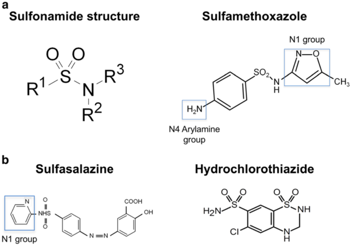glutathione and sulfa allergy Sulfonamide Hypersensitivity | Clinical Reviews in Allergy & Immunology