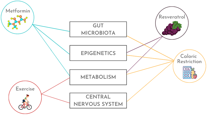 Menin protein protects against aging and cognitive decline