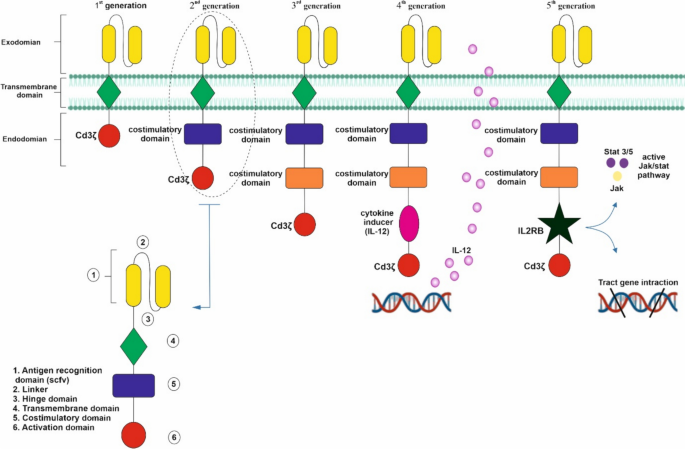 CAR-NKT Cells in Asthma: Use of NKT as a Promising Cell for CAR  