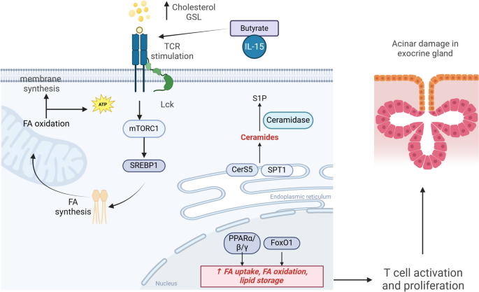 glutathione sjogren's syndrome Lipid Metabolism: An Emerging Player in Sjögren's Syndrome | Clinical  Reviews in Allergy & Immunology