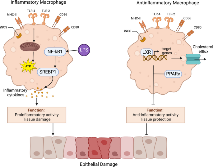 glutathione sjogren's syndrome protects against hepatic injury in a murine model of primary Sjgren's Lipid Metabolism: An Emerging Player