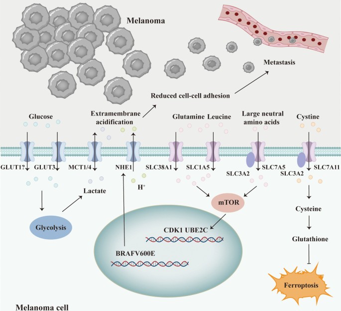 glutathione and skin cancer Glutathione: An Incredible Ingredient for Skin Rejuvenation