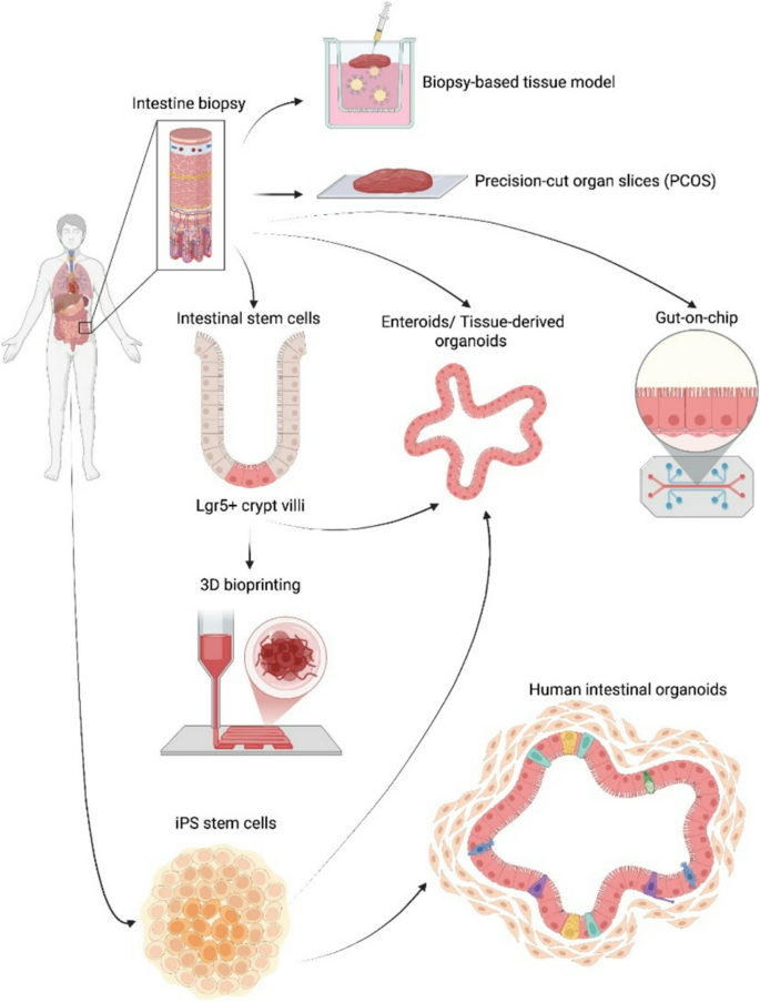 Utility of in Vivo and Ex-vivo Models in Food Allergy Research: Lessons ...