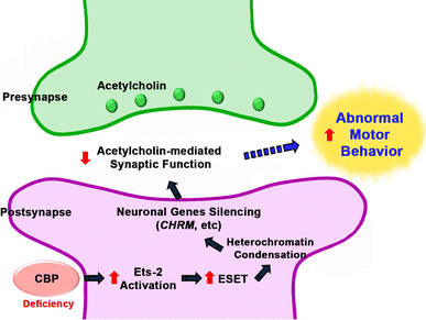 Rubinstein–Taybi syndrome: clinical and molecular overview, Expert Reviews  in Molecular Medicine