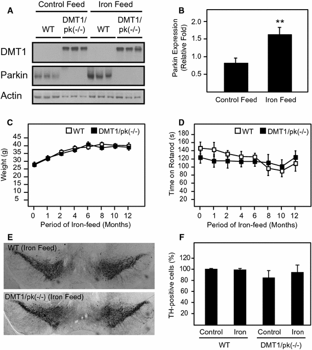 Transgenic Mice Overexpressing The Divalent Metal Transporter 1 Exhibit Iron Accumulation And Enhanced Parkin Expression In The Brain Springerlink