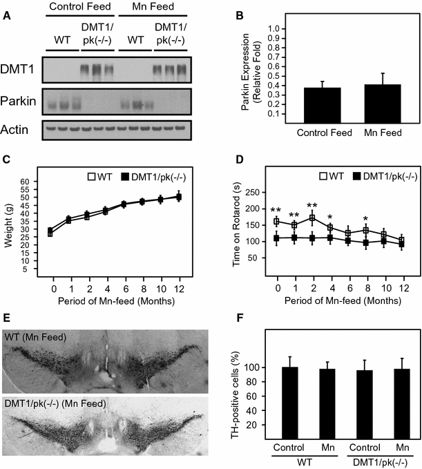 Transgenic Mice Overexpressing The Divalent Metal Transporter 1 Exhibit Iron Accumulation And Enhanced Parkin Expression In The Brain Springerlink