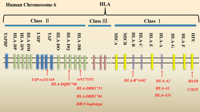 HLA in Alzheimer's Disease: Genetic Association and Possible Pathogenic  Roles | SpringerLink